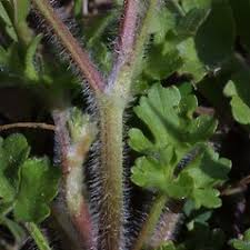 Ranunculus sardous (hairy crowfoot): Go Botany