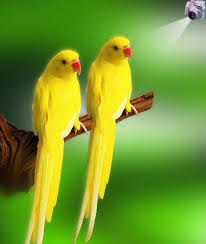 Image result for parrots