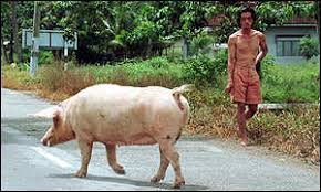 Image result for pig for slaughter