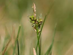 Carex pilulifera — Wikipédia