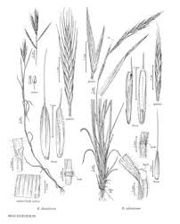 Brachypodium sylvaticum - FNA