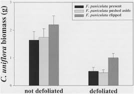 Effects of Festuca paniculata on the Compensatory Growth ...