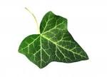 ivy-leaf