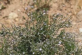 Limonium lausianum, flora di Sardegna