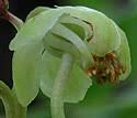 Pyrola chlorantha (Green-flowered Pyrola): Minnesota Wildflowers