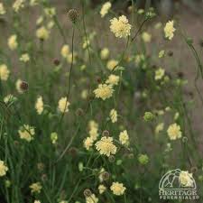 Plant Profile for Scabiosa columbaria var. ochroleuca - Yellow ...