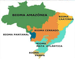 Resultado de imagem para imagem dos biomas brasileiros