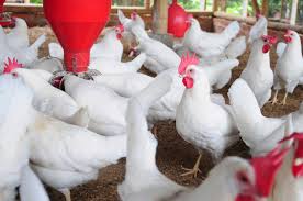 Image result for poultry farming in nigeria