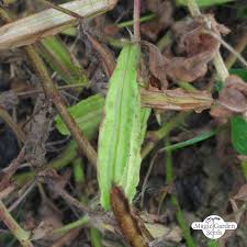 Asparagus pea (Tetragonolobus purpureus) organic | The Good-To ...