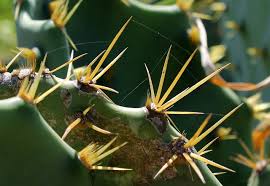 Image result for dry leaf on a thorny branch