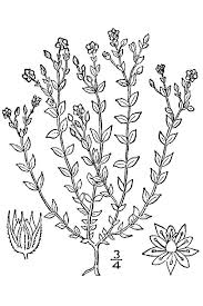 Arenaria leptoclados – Wikipédia, a enciclopédia livre
