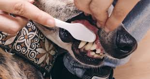 Image result for greyhound dental care