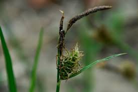Carex flacca subsp. erythrostachys - Pallano