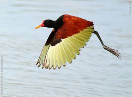 Image result for Jacanas (Jacanidae family)