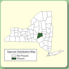 Myrrhis odorata - Species Page - NYFA: New York Flora Atlas