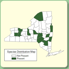 Cuscuta epithymum - Species Page - NYFA: New York Flora Atlas