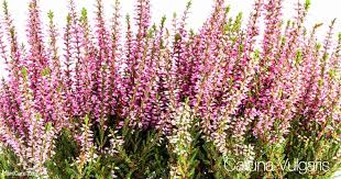 Calluna Vulgaris Care: All About Growing Common Heather