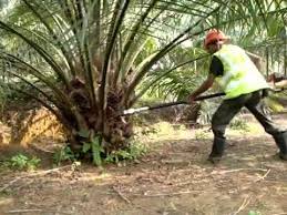 Hasil gambar untuk gambar kelapa sawit