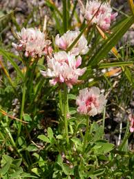 Trifolium pallescens - Wikispecies