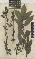 Salix nigricans in Global Plants on JSTOR