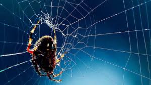 Image result for spider's web