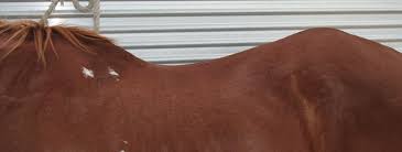 Image result for dry patches improper saddle fit