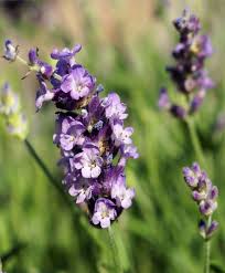 Lavandula latifolia, the lavender with the most effective essential oil