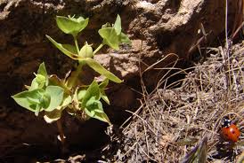 Euphorbia phymatosperma Boiss. & Gaill. | Flora of Israel Online