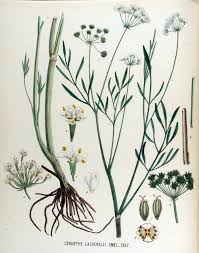 File:Oenanthe lachenalii — Flora Batava — Volume v17.jpg ...