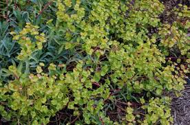Euphorbia nicaeensis | Nice spurge/RHS Gardening