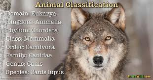 Animal Classification For Kids And Students: How We Make Sense ...