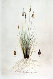 File:Carex pulicaris — Flora Batava — Volume v7.jpg - Wikimedia ...
