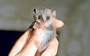 Image result for Pygmy Mouse Lemur
