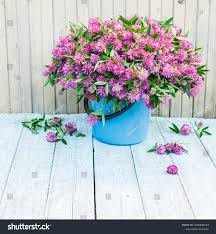 Trifolium plant Images, Stock Photos & Vectors | Shutterstock