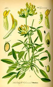 Anthyllis vulneraria - Wikipedia