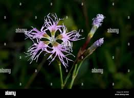 Dianthus sternbergii hi-res stock photography and images - Alamy
