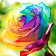 Image result for Rose flower