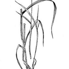 Phalaris canariensis (common canary grass): Go Botany