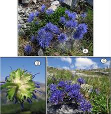 A,C- Habitus of Jasione orbiculata, growing on granitic rocks and ...