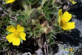 Potentilla frigida (Frigid Cinquefoil) - The Alpine Flora of Zermatt ...