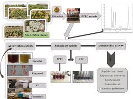 Variation in Polyphenolic Profiles, Antioxidant and Antimicrobial ...