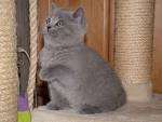 Britisch Kurzhaar BKH Katzen - Katzenbabys Kitten kaufen