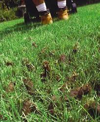 Image result for aeration photos on st augustine grass