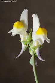 Linaria triphylla (L.) Mill. | Flora of Israel Online