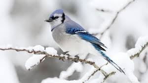 Image result for winter bird photos