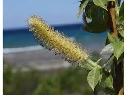 Salix cordata (Heartleaf willow) | Native Plants of North America