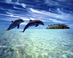  beautiful love dolphins images
