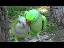 pictures of 2 parrots kissing girlfriend meme