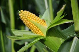 Resultado de imagen para Gobierno importó maíz amarillo, soya y trigo