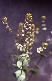 Lepidium perfoliatum - Wikipedia